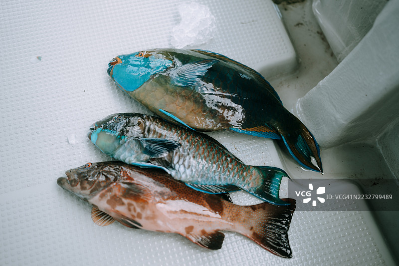 新鲜捕获的热带鱼，豹纹珊瑚鲈，陡头鹦嘴鱼图片素材