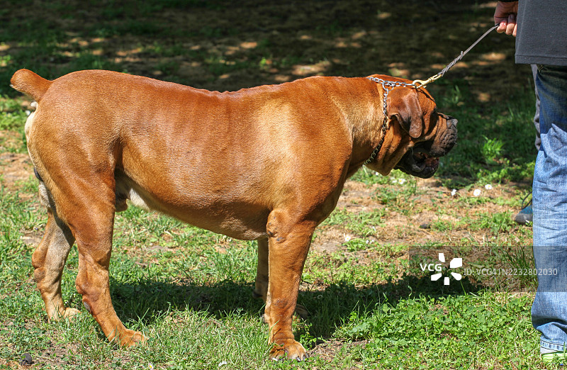 博尔布尔犬是一种来自南非的大型獒犬，具有黑色面具和短毛。图片素材