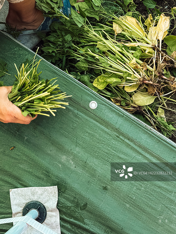 市场摊位上的新鲜绿色香草，手中握着一束香草图片素材