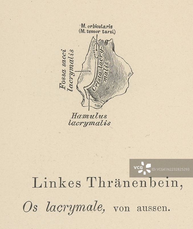旧版雕刻插图解剖学 - 泪骨，一种位于右眼眶内侧壁的小成对骨骼图片素材