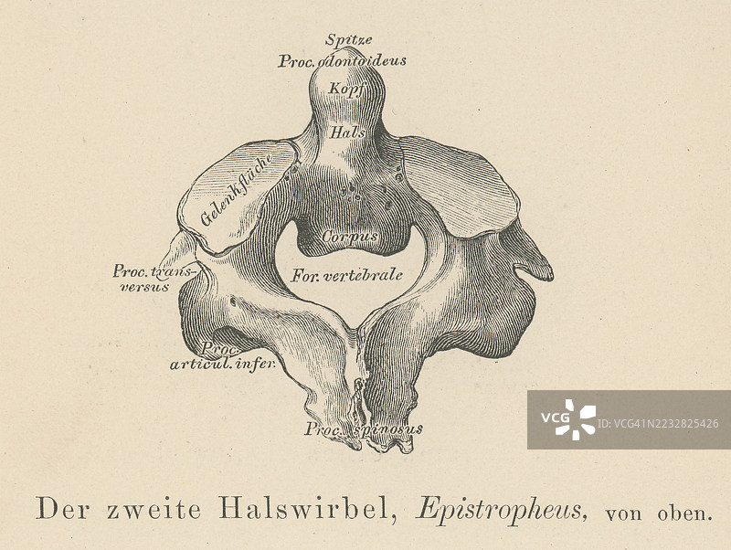 旧版雕刻插图显示了轴椎，即脊柱的第二颈椎，位于寰椎下方，头部依靠在其上。图片素材