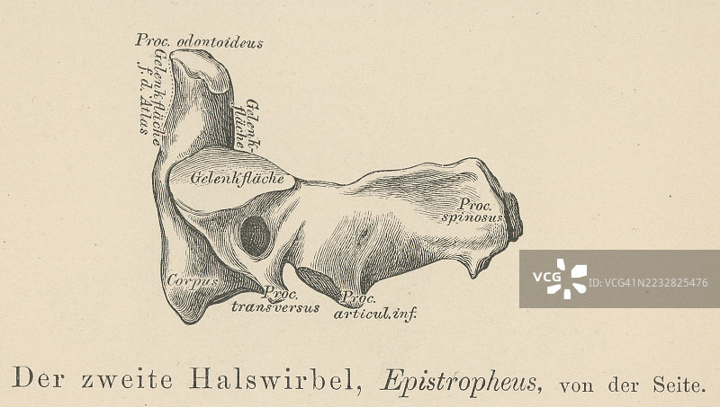 旧版雕刻插图显示了轴椎，即脊柱的第二颈椎，位于寰椎下方，头部依靠在其上。图片素材