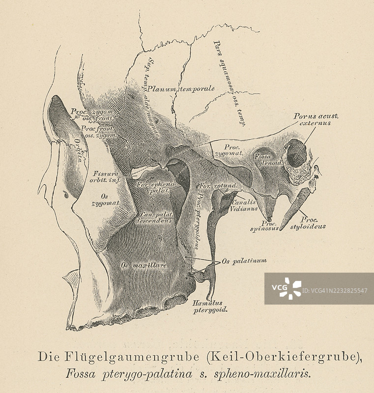 旧版雕刻插图显示翼腭窝（蝶腭窝），这是颅骨中的一个窝。图片素材