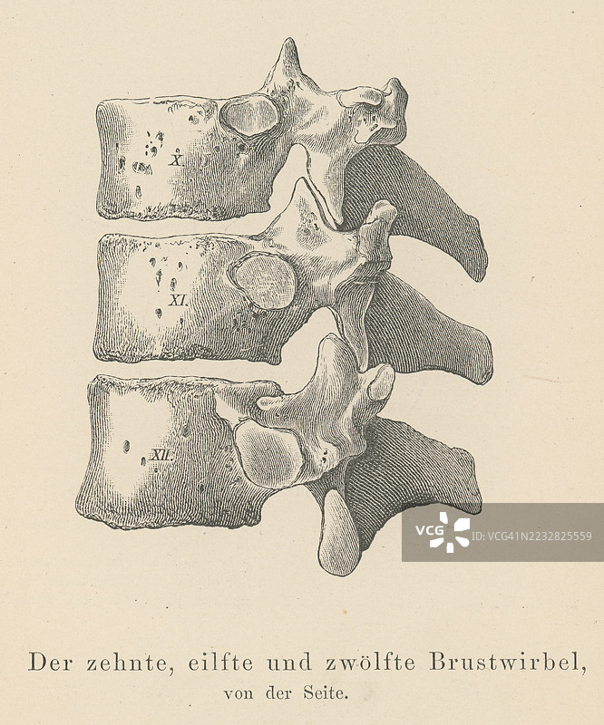 旧版雕刻插图，显示第十、第十一和第十二胸椎图片素材