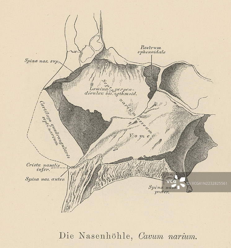 旧版雕刻插图解剖学 - 鼻腔，位于面部中部的鼻子上方和后方的一个大型充气空间 - 鼻中隔将鼻腔分为两个腔室，也称为鼻窝。图片素材