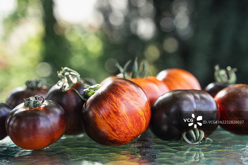 桌子上各种新鲜番茄的侧面视图，包括黑美人番茄和樱桃番茄。图片素材