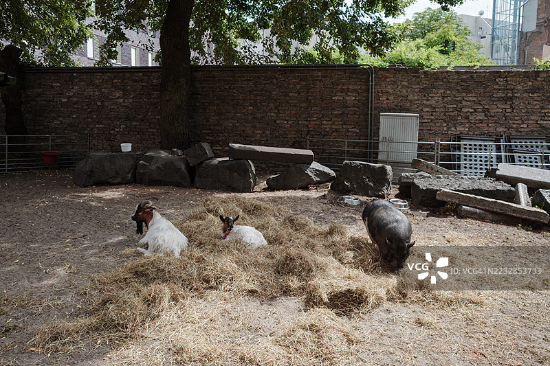 城市农场或动物园，两个山羊，一个成年，一个小山羊，安静地躺在一堆干草上，旁边一只黑猪正在觅食。图片素材
