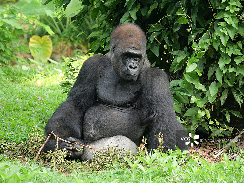 一幅西部低地大猩猩在户外放松并展现搞笑表情的肖像。图片素材