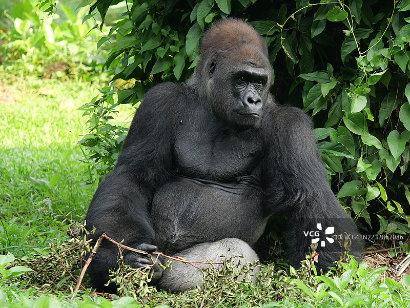 一幅西部低地大猩猩在户外放松并展现搞笑表情的肖像。图片素材