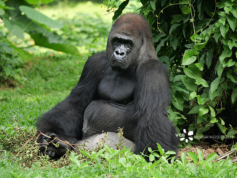 一只西部低地大猩猩在户外放松并露出搞笑表情的肖像。图片素材
