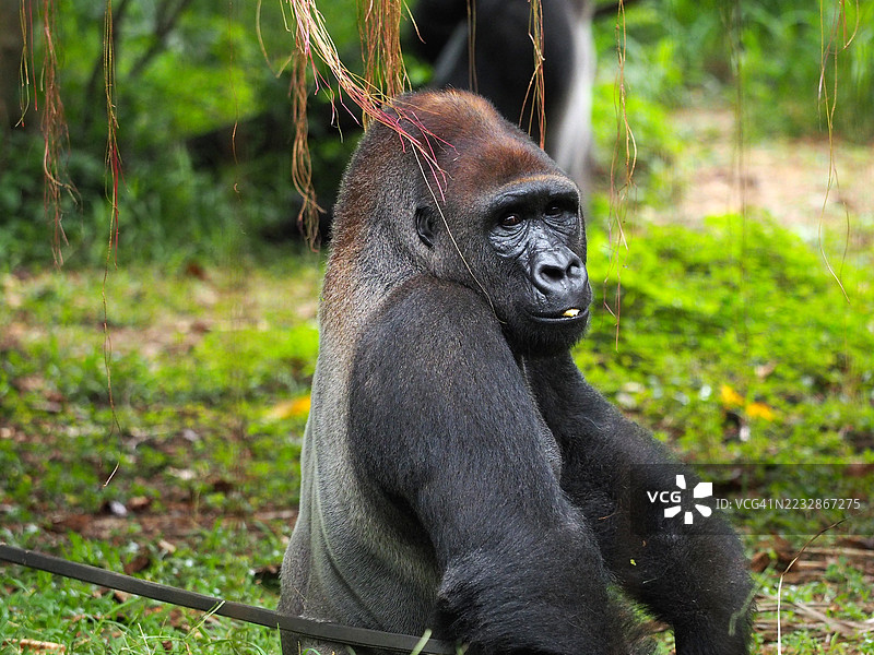 一幅西部低地大猩猩在户外放松并露出搞笑表情的肖像。图片素材