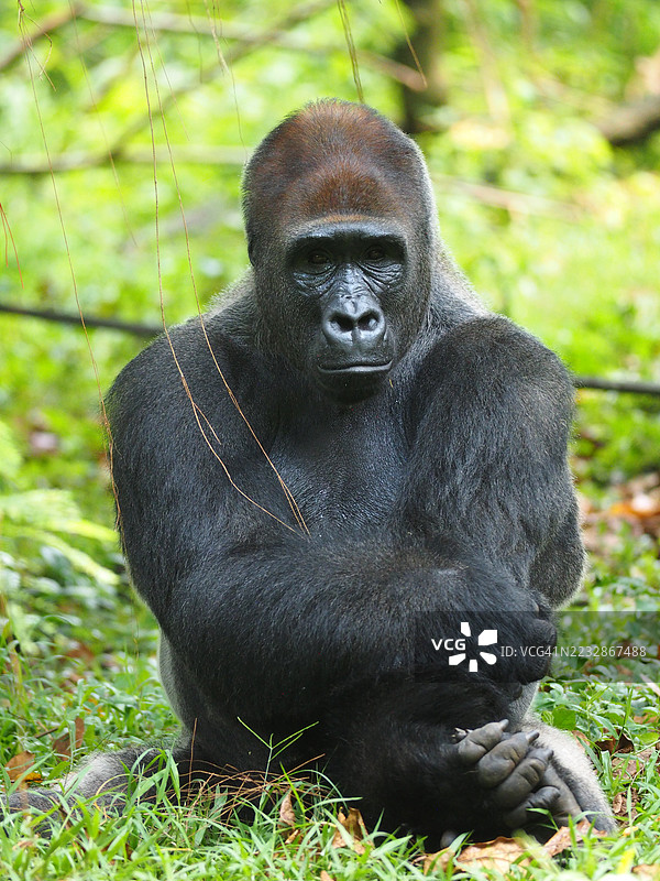 一幅西部低地大猩猩在户外放松并展现搞笑表情的肖像。图片素材