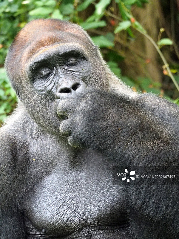 一幅西部低地大猩猩在户外放松并展现搞笑表情的肖像。图片素材