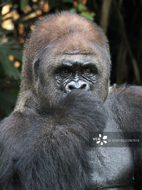 一幅西部低地大猩猩在户外放松并展现搞笑表情的肖像。图片素材