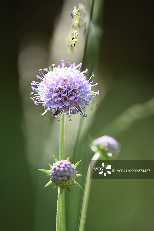 短柄草图片素材