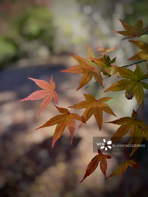 日本九州的秋叶图片素材