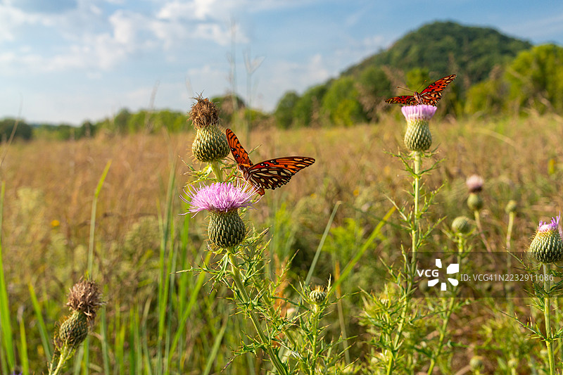 大斑蝶在山谷中图片素材