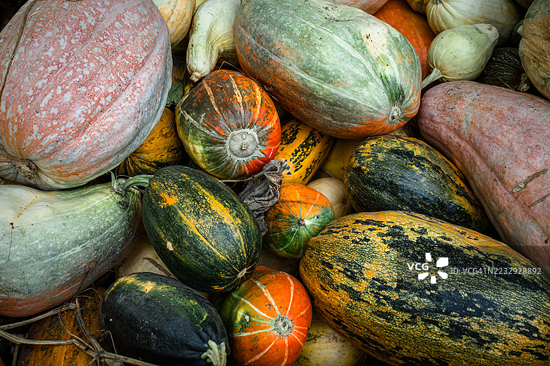 阳光下的大南瓜，表皮斑驳图片素材