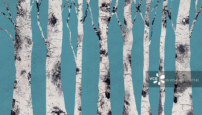 蓝色背景上的风格化白桦树森林。艺术插图展示了高大的白桦树，具有纹理丰富的白色树皮和深色标记，衬托在柔和的蓝色背景上。图片素材