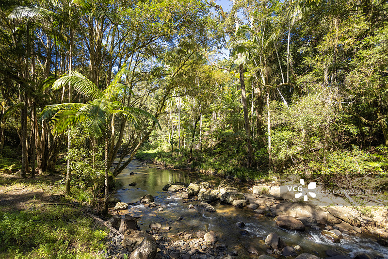 雨林溪流图片素材