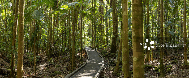 穿过茂密雨林的木板栈道图片素材