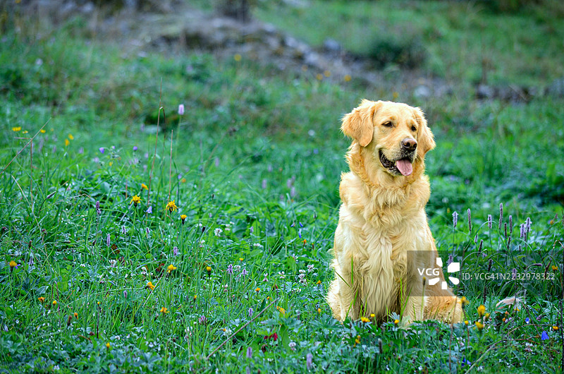 快乐的纯种金毛寻回犬坐着,愉快地凝视着多洛米蒂山脉的阿尔卑斯风景(背对着镜头),周围是塞尔卡达的野花,位于意大利南蒂罗尔。图片素材