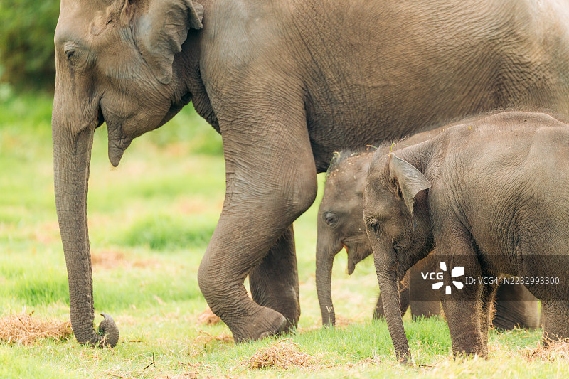 斯里兰卡米内里亚国家公园的象群在觅食。图片素材
