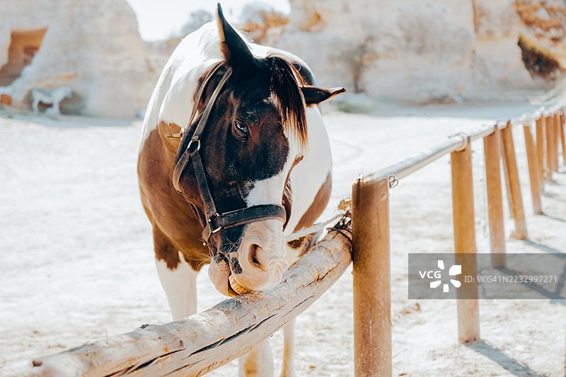 棕白色马站在干燥多石的围场后面，正在咬木栅栏。动物护理、骑马旅游、乡村动物农场概念。图片素材
