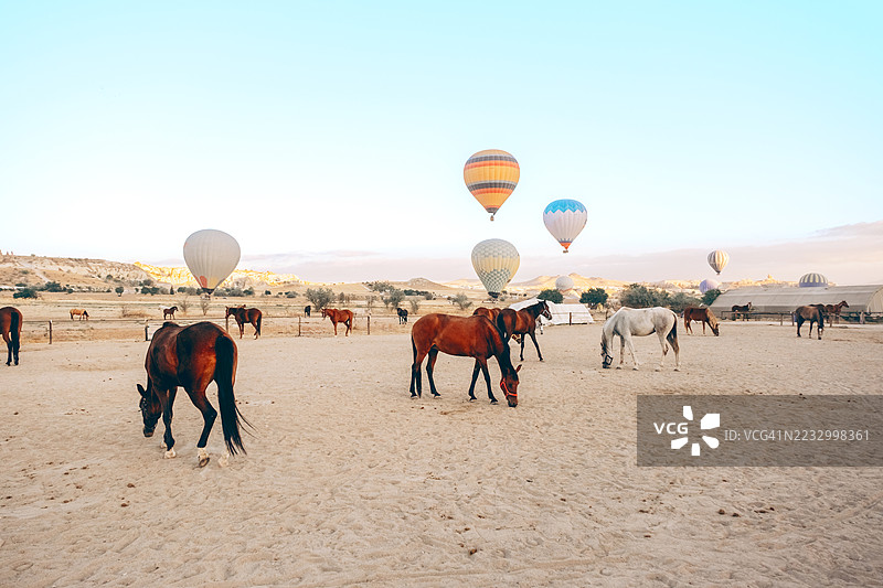 棕白相间的马匹在开阔的沙质围场里吃草，天空中飘浮着色彩斑斓的热气球，这是早晨的景象。体现了乡村旅游、骑行文化和史诗般的度假概念。图片素材