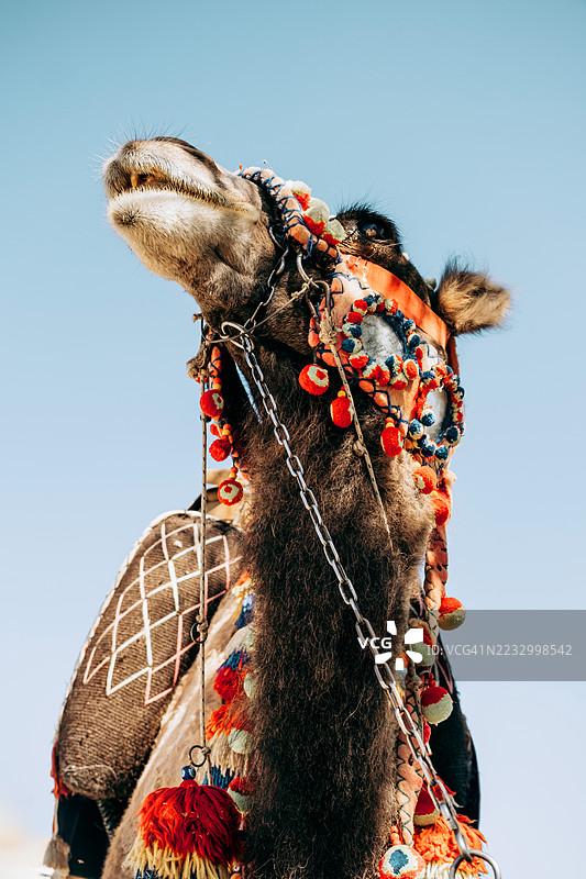 骆驼特写，身穿色彩斑斓的传统装饰装备，背景是晴朗的蓝天。图片素材