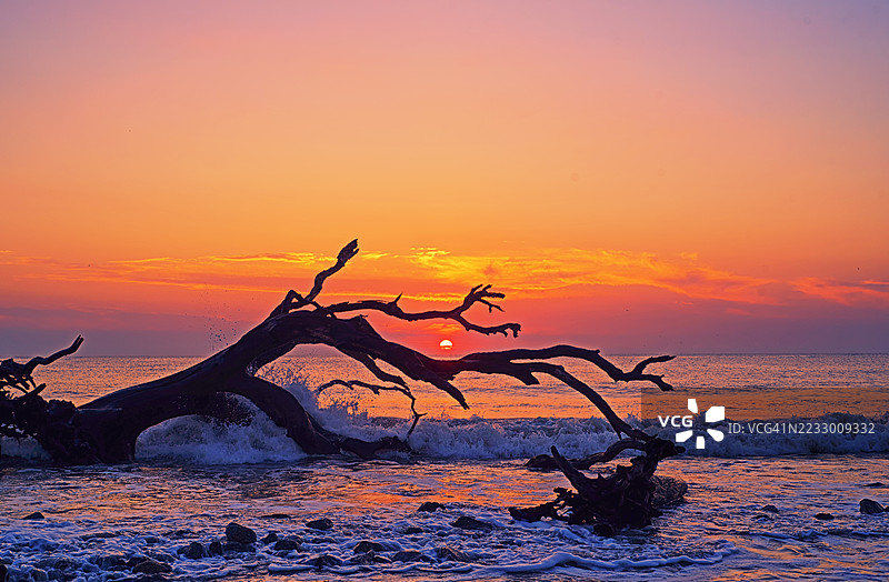 黎明时的漂流木图片素材