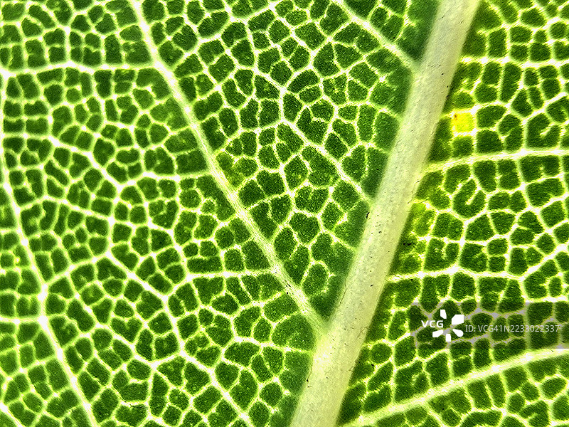 大自然的蓝图：一片生机勃勃的绿叶，展示其错综复杂的脉络网络，赞颂生命沉默的建筑，支撑着存在的每一次光合脉动中的生长、美丽与平衡。图片素材