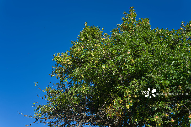 苹果树上结满了成熟的苹果图片素材