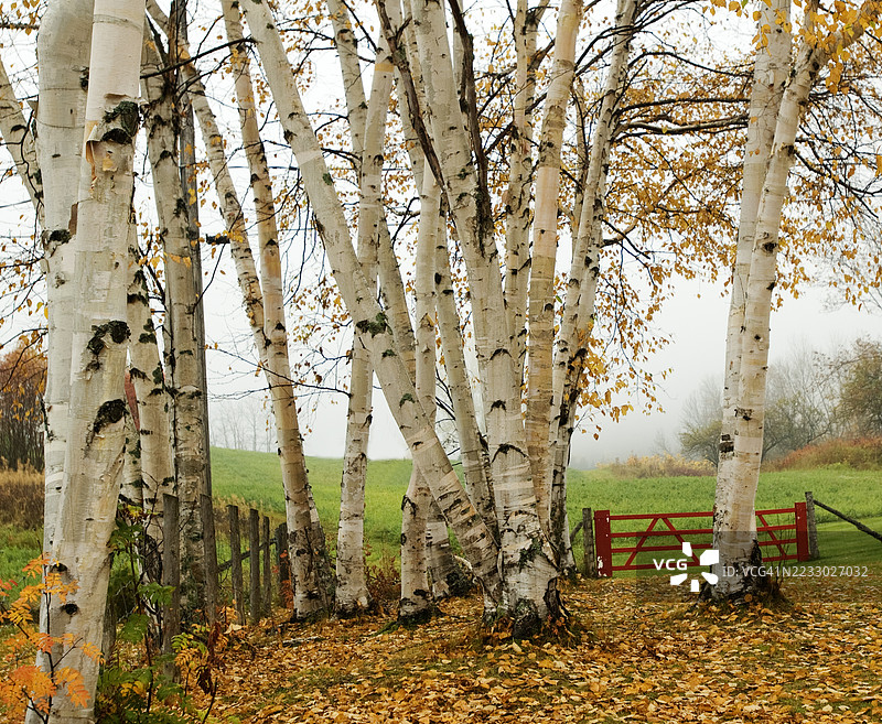 魁北克秋天的许多白桦树上挂着几片黄色的叶子,一扇红色的大门为这个场景增添了色彩。图片素材