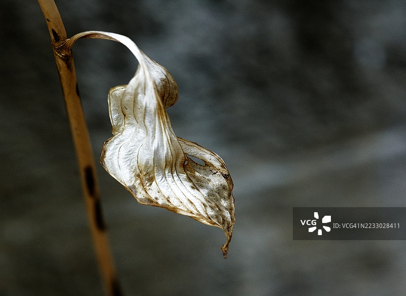 枯萎的叶子挂在树枝上 - 秋天的魁北克。图片素材