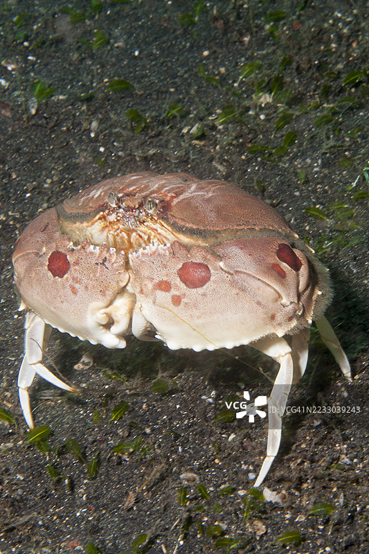 斑点箱蟹图片素材