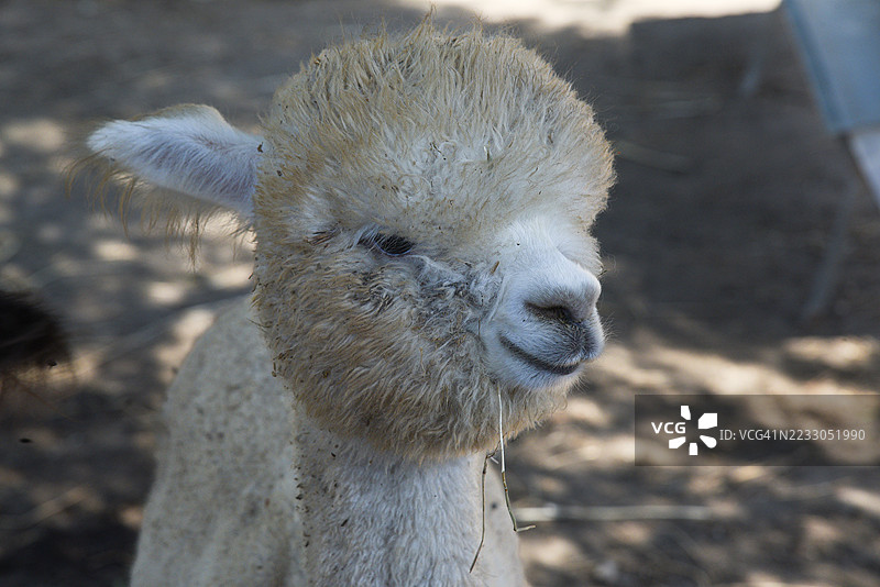 动物主题图片素材