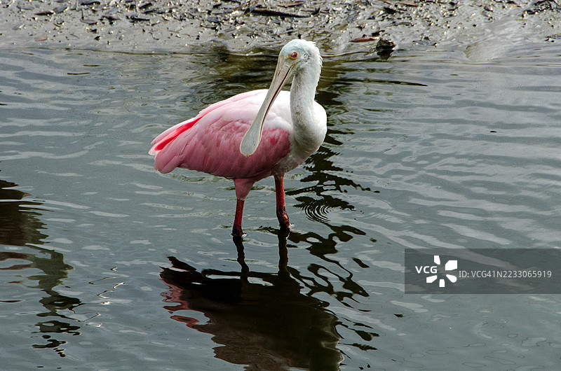 玫瑰鹮在发情图片素材