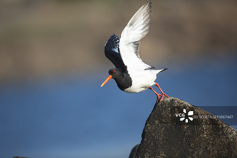 黑嘴鸥起飞图片素材