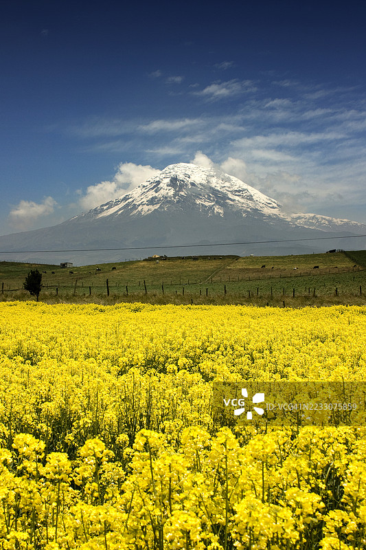基姆博拉索火山耸立在厄瓜多尔盛开的黄色油菜花田上图片素材