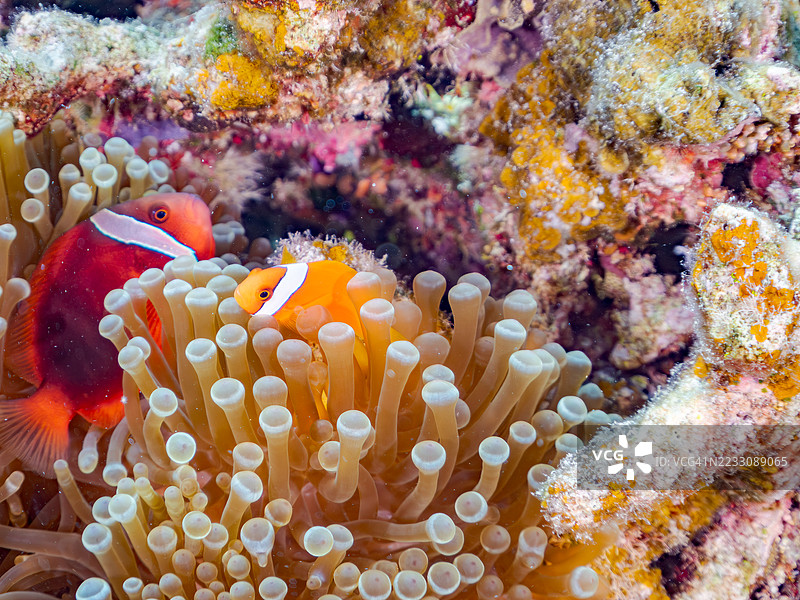 可爱的番茄小丑鱼（Amphiprion frenatus）与美丽的海葵及其他生物在奇妙的珊瑚礁中。热带鱼群。美丽的珊瑚礁和游泳的人们。Gahi岛，座间味岛，庆良间群岛，岛尻郡，2025年。图片素材