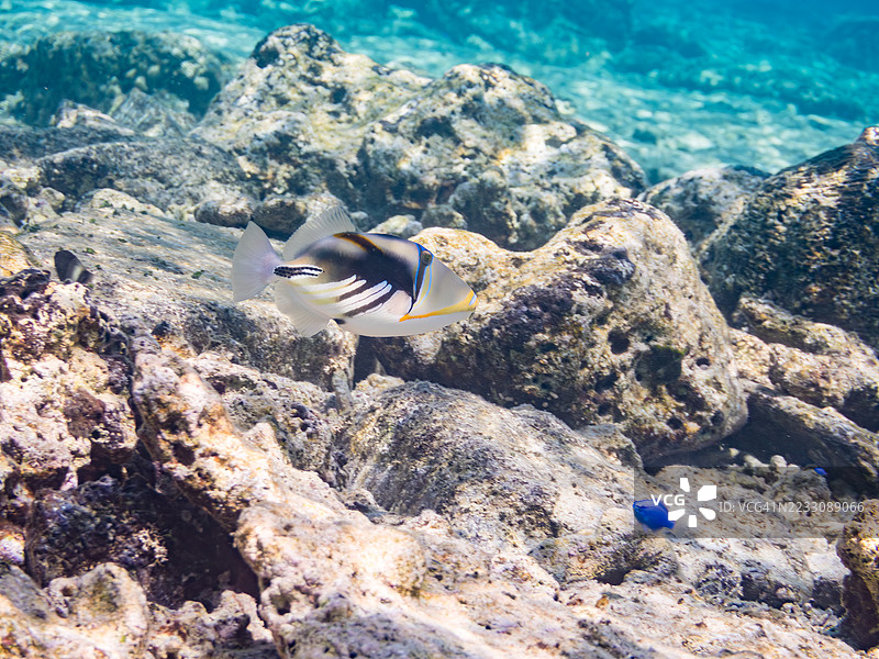 美丽的泻湖触鱼。皮卡索鱼，胡姆胡姆努库努库阿普阿（Rhinecanthus aculeatus）以及其他鱼类在美妙的珊瑚礁中。一群热带鱼。美丽的珊瑚礁和游泳的人们。Gahi岛，Zamami岛，Kerama群岛，2025年图片素材