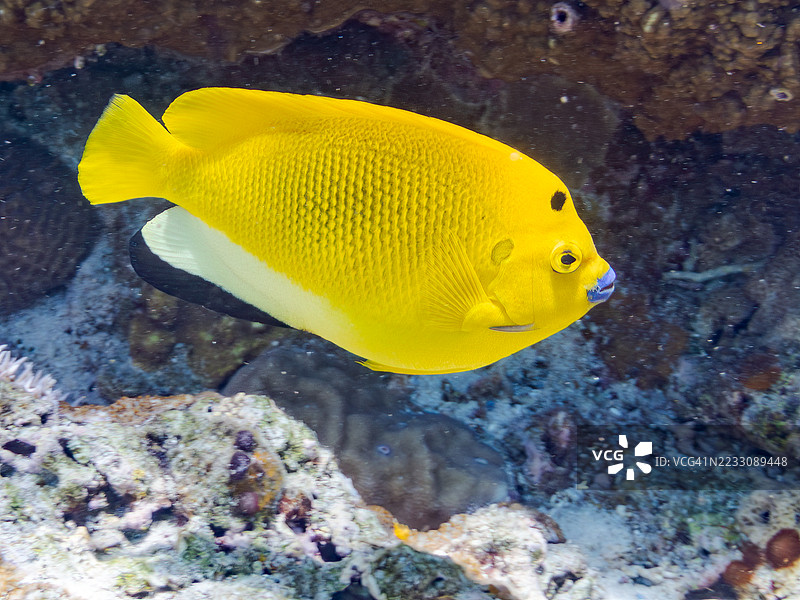 三点天使鱼，学名 Apolemichthys trimaculatus。一群热带鱼。美丽的珊瑚礁和游泳的人们。Gahi岛，座间味岛，慶良間群岛，岛尻郡，冲绳 - 2025年6月29日图片素材