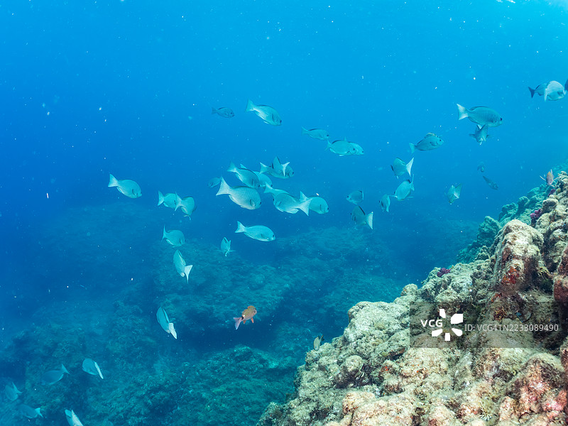 大型黑鱼,斑点鱼,白鞍羊鱼,毛鳍羊鱼,白斑河豚等。鱼群。日本静冈县南伊豆,中木港,平子海滩。- 2025年7月12日。图片素材