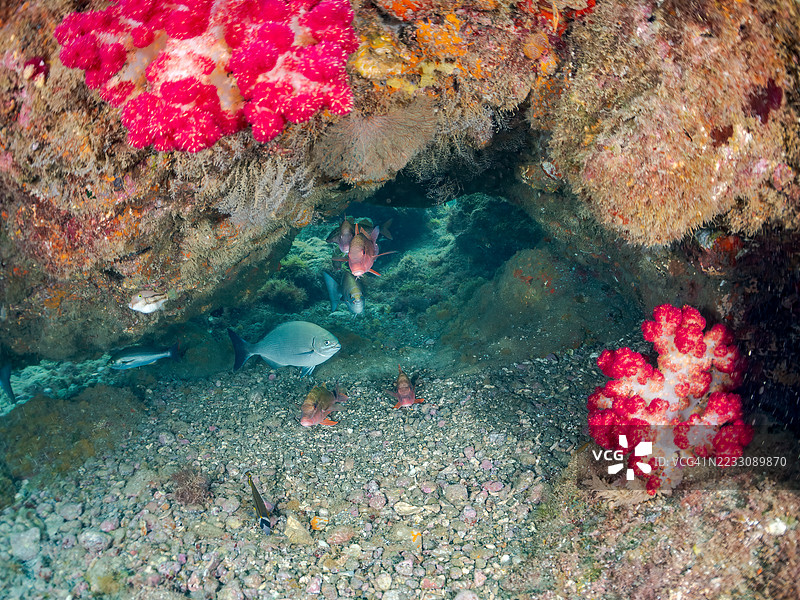 大规模黑鱼,斑点鱼,白鞍山羊鱼,毛鳍鱼,海葵,树状海绵等。鱼群。日本静冈县南伊豆,中木港,平子海滩。- 2025年7月12日。图片素材