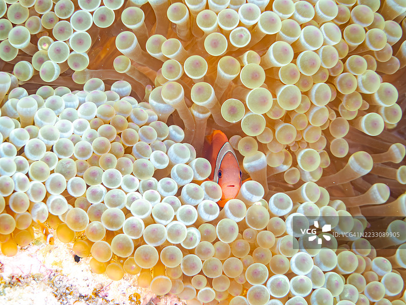 可爱的番茄小丑鱼（Amphiprion frenatus）和美丽的海葵以及其他生物在奇妙的珊瑚礁中。一群热带鱼。美丽的珊瑚礁和游泳的人们。Gahi岛，座间味岛，慶良間群岛，岛尻郡，2025年。图片素材