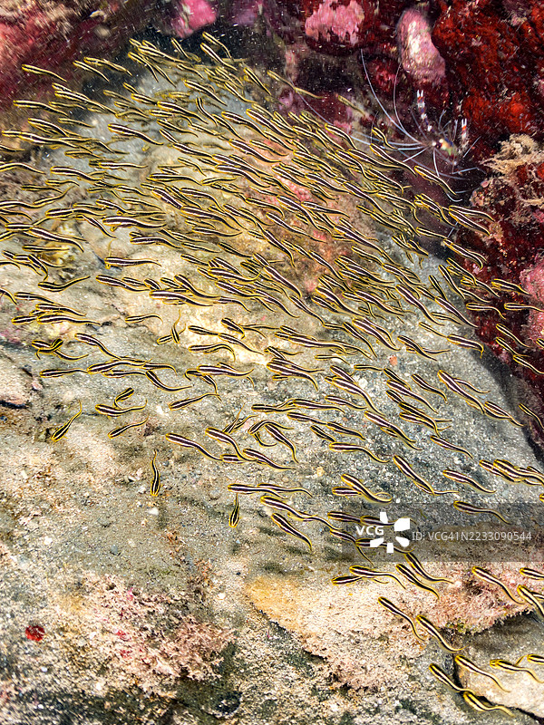 条纹鳗鲶，巴别鳗，日本鳗鲶，幼鱼群。带状珊瑚虾，条纹虾，硬毛虾。以及其他鱼群。平藏海滩，中木港，南伊豆，伊豆半岛，静冈县，日本。- 2025年7月12日。图片素材