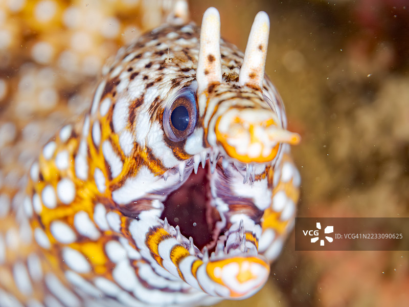 龙鳗，斑点鳗鱼。鱼群。平藏海滩，中木港，南伊豆，伊豆半岛，静冈县，日本。- 2025年7月12日。图片素材
