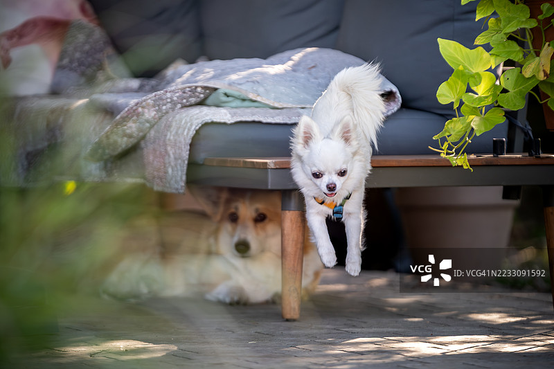花园阳台上的狗 - 一只吉娃娃从沙发上跳下，下面躺着一只柯基犬图片素材