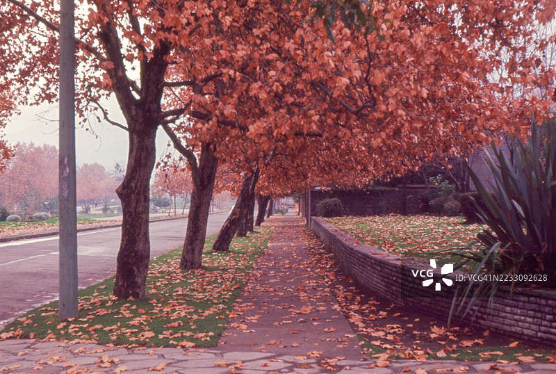 1965年秋季的美洲维斯普奇大道复古照片，映衬着满是红叶的枫树，树叶繁茂，地点：智利圣地亚哥。图片素材